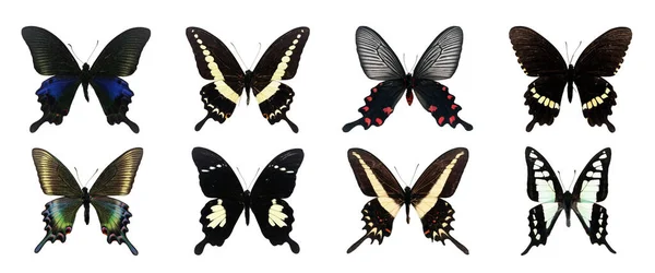Colección Hermosa Diferentes Tipos Mariposas Realistas Aislado Sobre Fondo Blanco — Foto de Stock