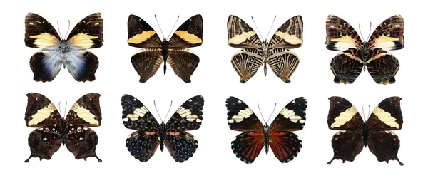 Colección Hermosa Diferentes Tipos Mariposas Realistas Aislado Sobre Fondo Blanco —  Fotos de Stock