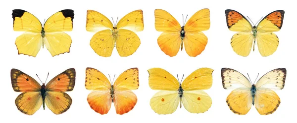 Collection Beautiful Different Types Realistic Butterflies Isolated White Background Clipping Stock Photo
