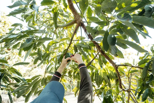 Harvesting Hass Avocados Farmer Cutting Avocado Stick Tree Pruning Shears — Stock Photo, Image