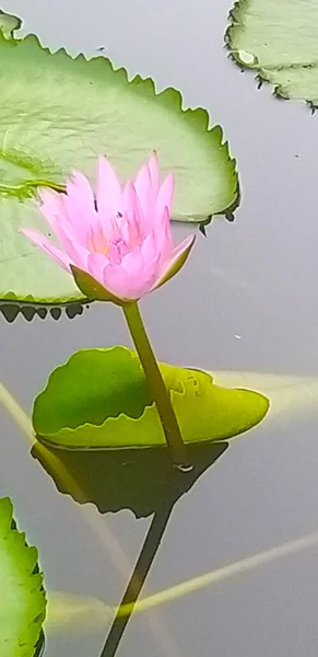 lovely pink lotus in a pond