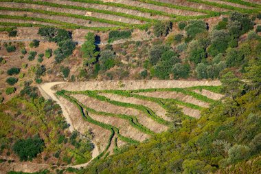 Porto şarabının üretildiği Nagozelo do Douro yakınlarındaki teraslı Portekiz üzüm bağları.