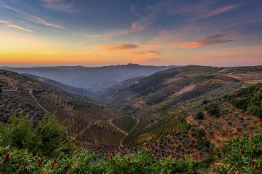 Sao Joao da Resqueira - Porto şarabının üretildiği Nagozelo do Douro yakınlarındaki teraslı Portekiz üzüm bağları