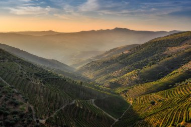 Sao Joao da Resqueira - Porto şarabının üretildiği Nagozelo do Douro yakınlarındaki teraslı Portekiz üzüm bağları