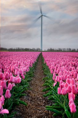 Çok renkli çiçekler, Hollanda 'daki tarlalarda rüzgar türbinleri olan lale.