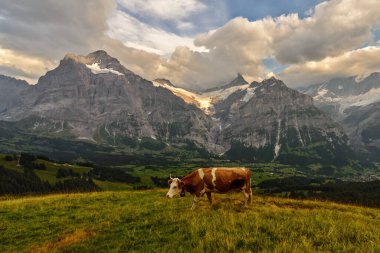 Grindelwald 'dan Eiger Jungfrau Massif' in sonbahardaki görüntüsü