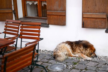 Romanya 'nın Sighisoara kentindeki meydanda kırmızı sandalyeli uyuyan köpek