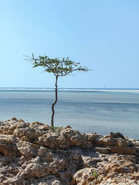 Gün batımında Yemen 'deki Socotra Adası' ndaki Detwah lagünü, deniz kenarındaki Adenium obesum socotranum bitkileri.