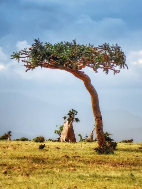 Boswelia Sacra 'nın deniz kenarındaki kayalıklarda bitkileri