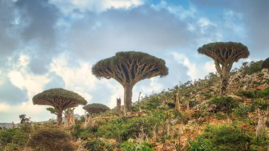 Dracaena cinnabari adlı bitkiler deniz kenarında bir kayanın üzerinde.