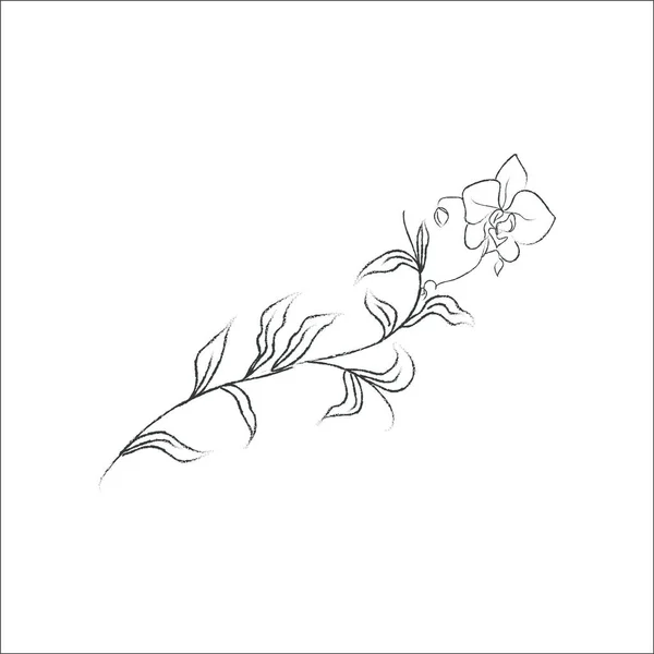 Hierbas Florales Divisores Marcos Texto Coronas Ilustración Vectorial Flores Vendimia — Archivo Imágenes Vectoriales