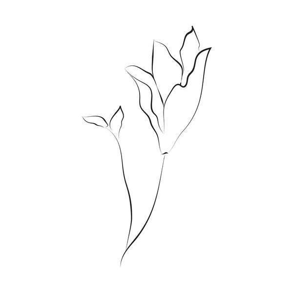 Травы Цветы Разделители Текстовые Рамки Венки Перфект Открыток Логотипа Брендинга — стоковый вектор