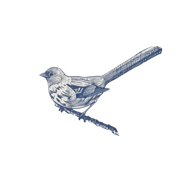 Okouzlující Ilustrace Malého Vrabce Usazeného Větvi Roztomilý Ptačí Klipart Ptačí Royalty Free Stock Vektory