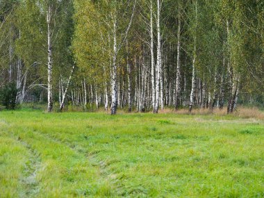 Huş ağacının manzarası