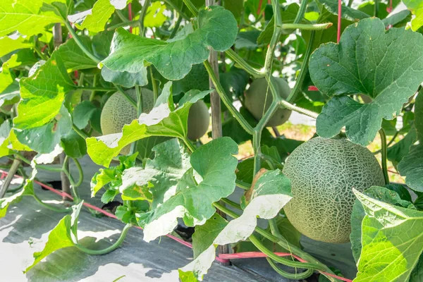 Melons in the garden,Japanese melon tree growing in the garden,Melon fruits and melon plants in a vegetable garde
