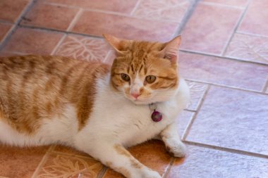 Tatlı turuncu ve beyaz kedi döşemede yatıyor.