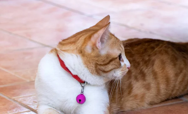 Χαριτωμένο Πορτοκαλί Και Άσπρο Γάτα Που Βρίσκεται Στο Δάπεδο Πλακάκια — Φωτογραφία Αρχείου