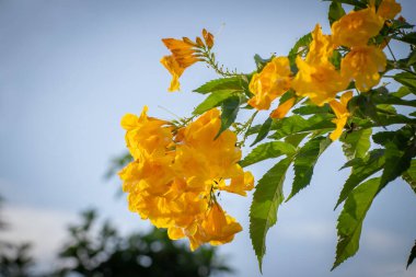 Beautiful yellow flowers in the garden,selective focu