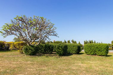 Arka planda bahçe ağacı, yeşil alan, ağaç ve gökyüzü. Arka plan kadar harika. Huzurlu gardını al.