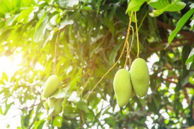 Mango ağacında taze yeşil mango. Mangifera indica