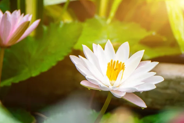 Beautiful lotus flower in the water after rain in the garden, lotus flower growing in the lak
