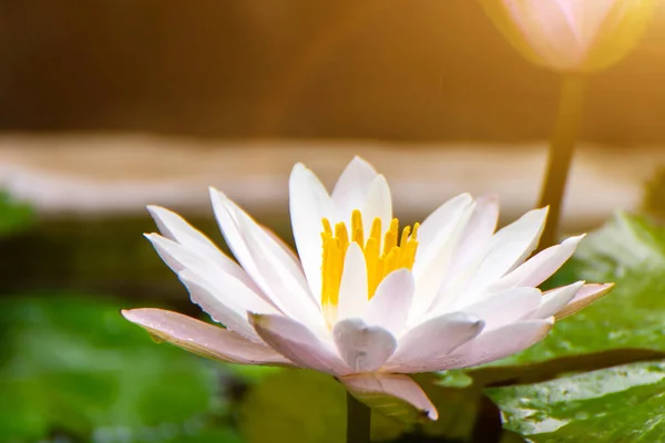 Beautiful lotus flower in the water after rain in the garden, lotus flower growing in the lak