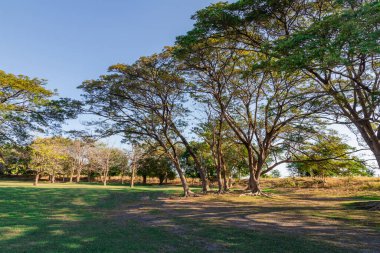 Arka planda bahçe ağacı, yeşil alan, ağaç ve gökyüzü. Arka plan kadar harika. Huzurlu gardını al.