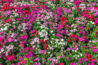 Bahçede açan pembe Dianthus çiçekleri (Dianthus chinensis), tatlı çiçek açan William çiçekleri