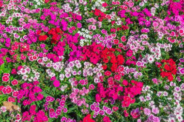 Bahçede açan pembe Dianthus çiçekleri (Dianthus chinensis), tatlı çiçek açan William çiçekleri