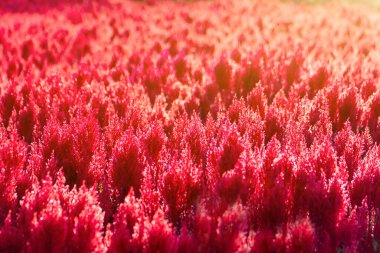 Çelosya plumosa veya Pampas Plume Celosia çiçekleri bahçede kırmızı çiçek açıyor
