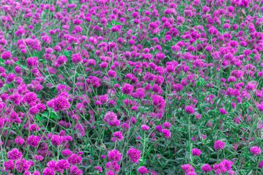 Gomphrena globosa in the garden,Purple flower of Globe amaranth or Kenop is an annual that generally used as an ornamental plant clipart