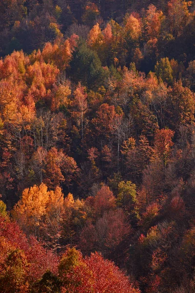 Sonbahar Renk Ağaçları Kırsal Alan — Stok fotoğraf