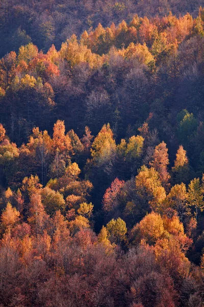 Árboles Color Otoñal Paisaje Rural —  Fotos de Stock