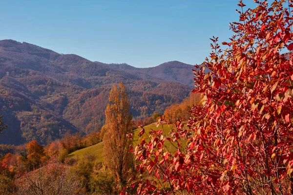 Podzimní Barevné Stromy Krajina — Stock fotografie