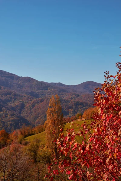 Autumn Color Trees Countryside Landscape — Stock fotografie