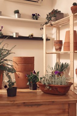 Evdeki yeni bitkiler için ev bitkileri ve çömlekler hazır..