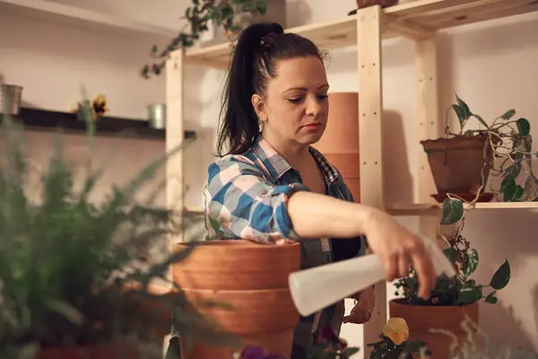 stock image Woman repotting and taking care of houseplants indoors.