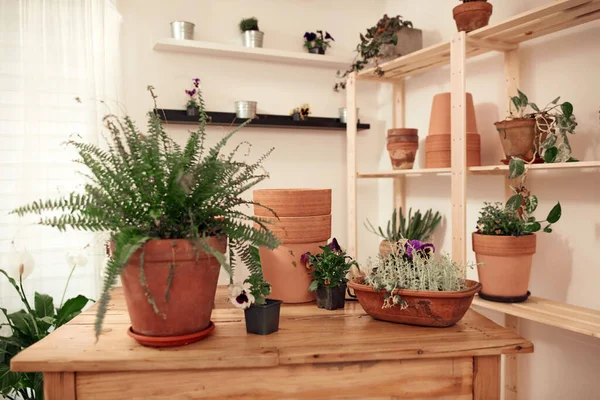 Houseplants Clay Pots Ready New Plants Home — Stock Photo, Image