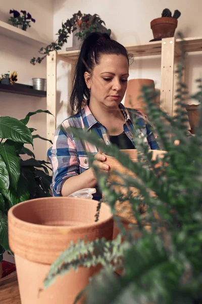 Женщина Репоттинг Уход Комнатные Растения Помещении — стоковое фото
