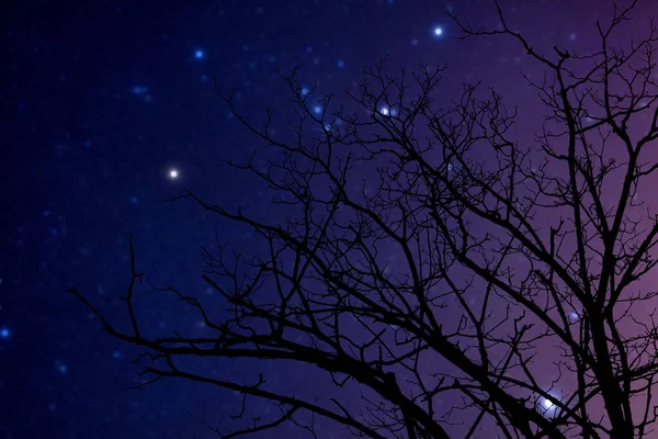 银河之星和树的轮廓 — 图库照片