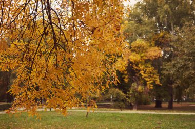 Sonbahar sarı yaprak ağaçları.