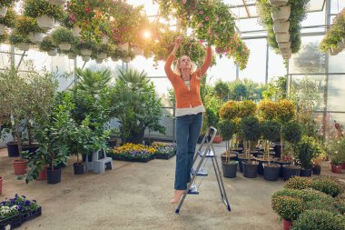 Çiçek yetiştirme yurdunda çalışan bir kadın, bitkilerle ilgileniyor ve onu satmak için hazırlıyor..