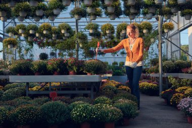 Çiçek yetiştirme yurdunda çalışan bir kadın, bitkilerle ilgileniyor ve onu satmak için hazırlıyor..