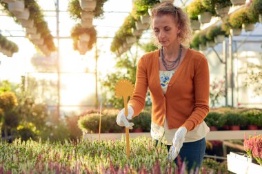 Çiçek yetiştirme yurdunda çalışan bir kadın, bitkilerle ilgileniyor ve onu satmak için hazırlıyor..