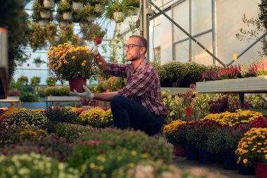 Çiçek yetiştirme yurdunda çalışan bir adam, bitkilerle ilgileniyor ve onu satmak için hazırlıyor..