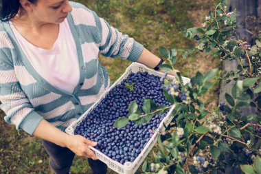 Çiftlikten taze yaban mersini toplayan bir kadın.
