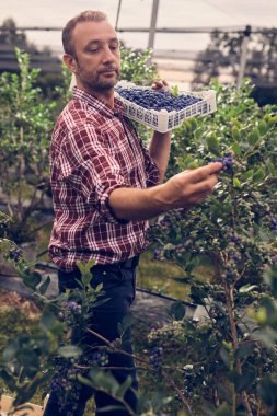 Çiftlikte taze yaban mersinli çiftçi.