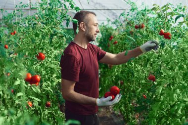 Çiftçi küçük bir serada organik domateslerle ilgileniyor..