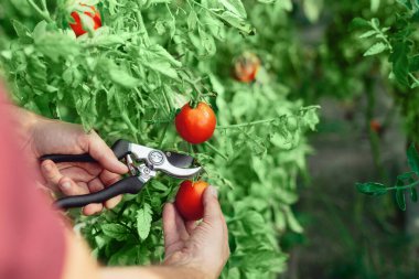 Çiftçi küçük bir serada organik domateslerle ilgileniyor..