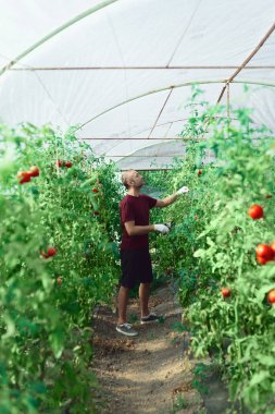 Çiftçi küçük bir serada organik domateslerle ilgileniyor..